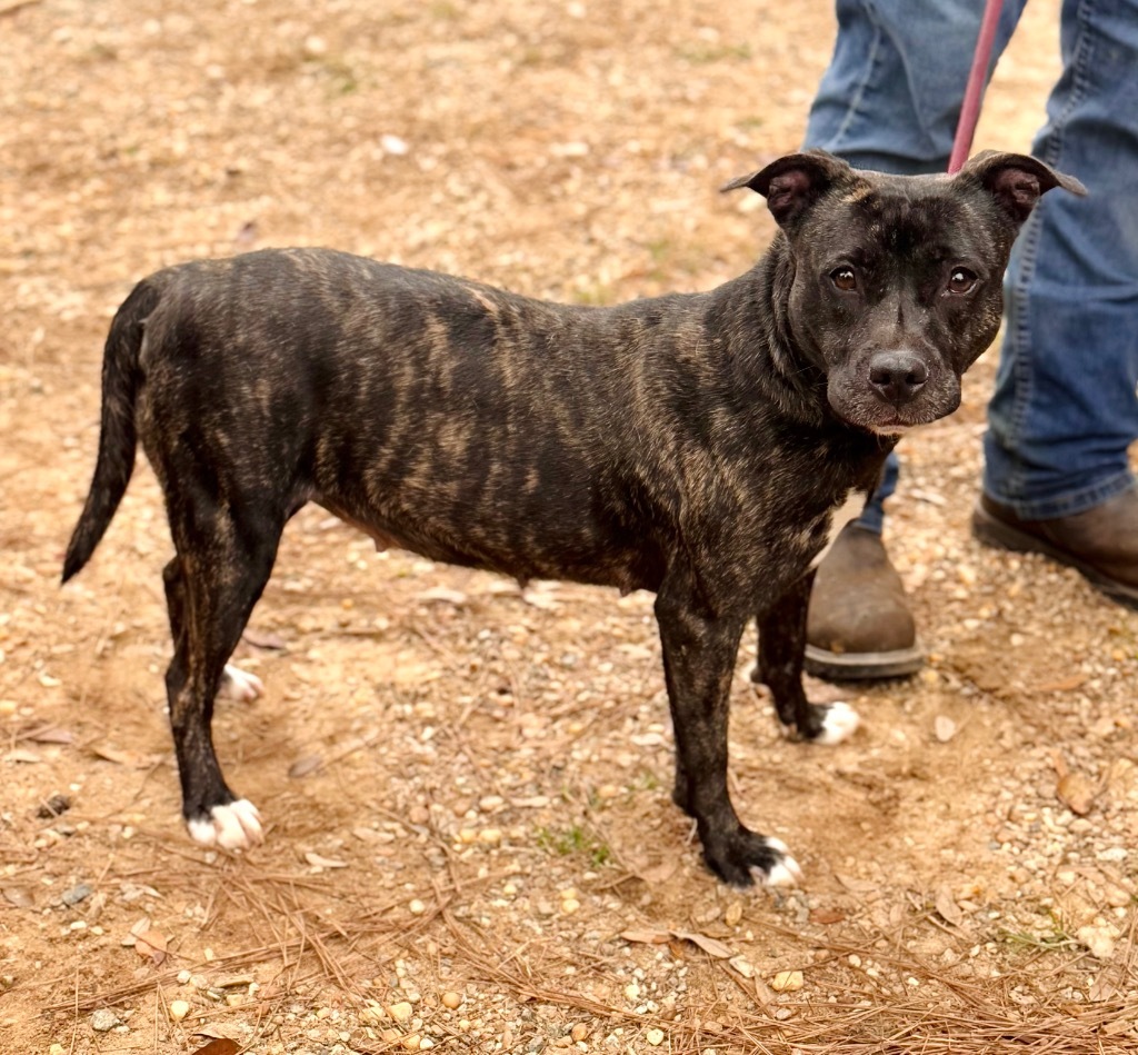 Robin, an adoptable Mixed Breed in Albany, GA, 31706 | Photo Image 3