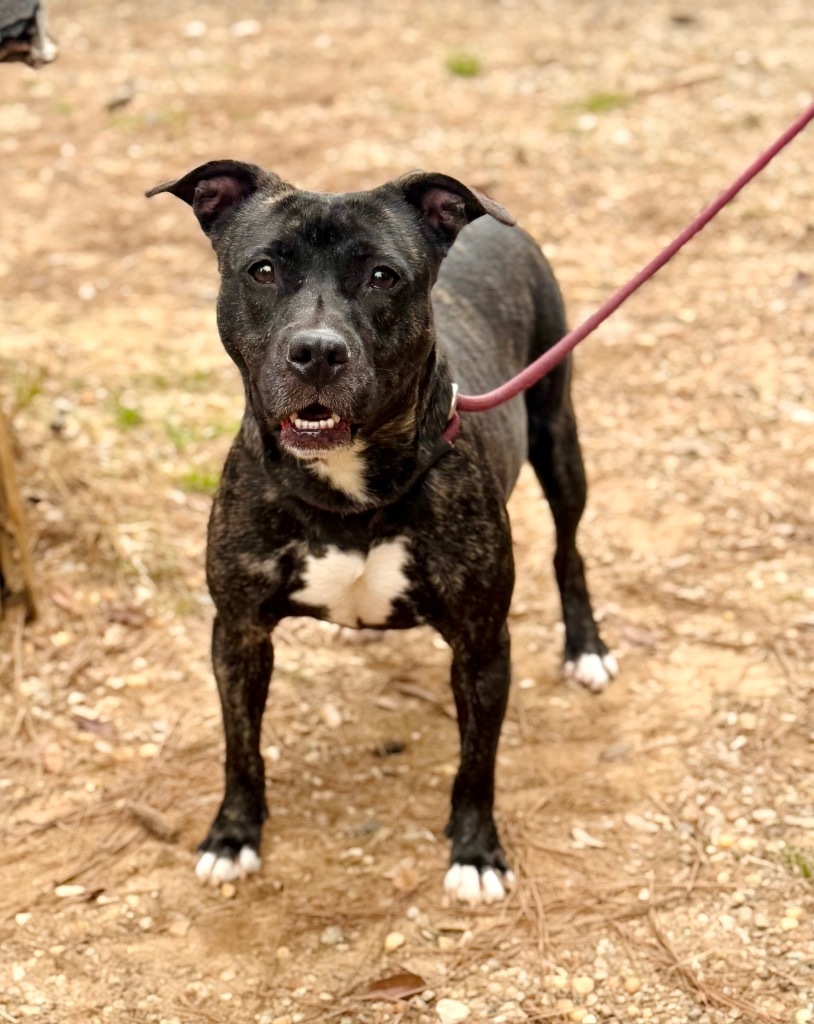 Robin, an adoptable Mixed Breed in Albany, GA, 31706 | Photo Image 4