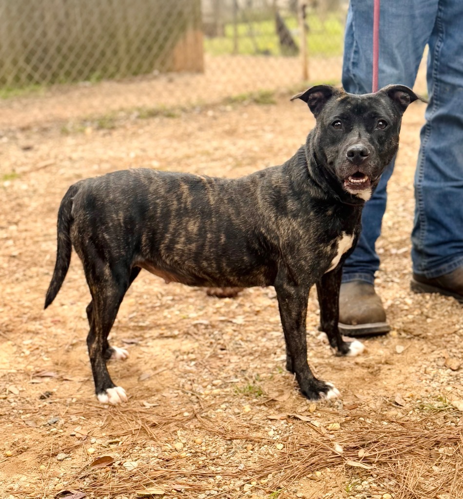 Robin, an adoptable Mixed Breed in Albany, GA, 31706 | Photo Image 5