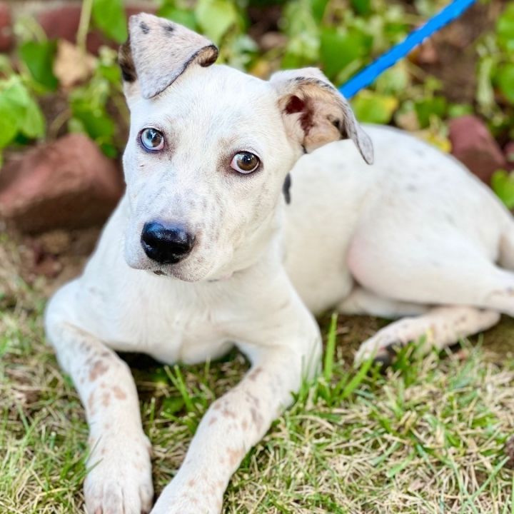 Pearl, an adoptable Australian Shepherd & Cattle Dog Mix in Springfield, MO_image-6
