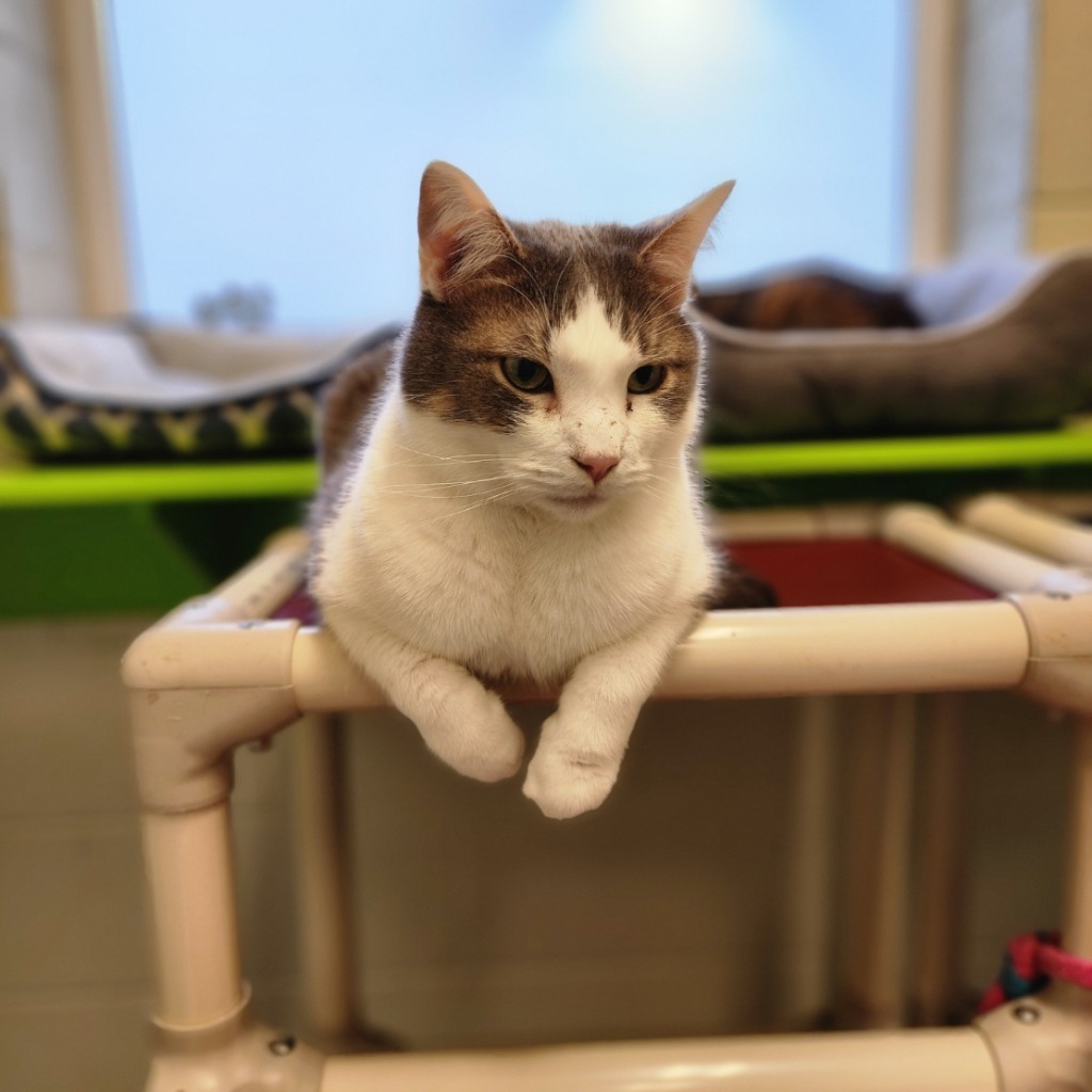 Cat for adoption - Fredrick Allen 