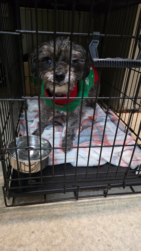 Harley, an adoptable Norwich Terrier, Maltese in Virginia, MN, 55792 | Photo Image 1