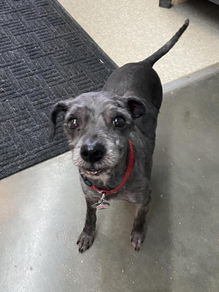 Harley, an adoptable Norwich Terrier, Maltese in Virginia, MN, 55792 | Photo Image 6