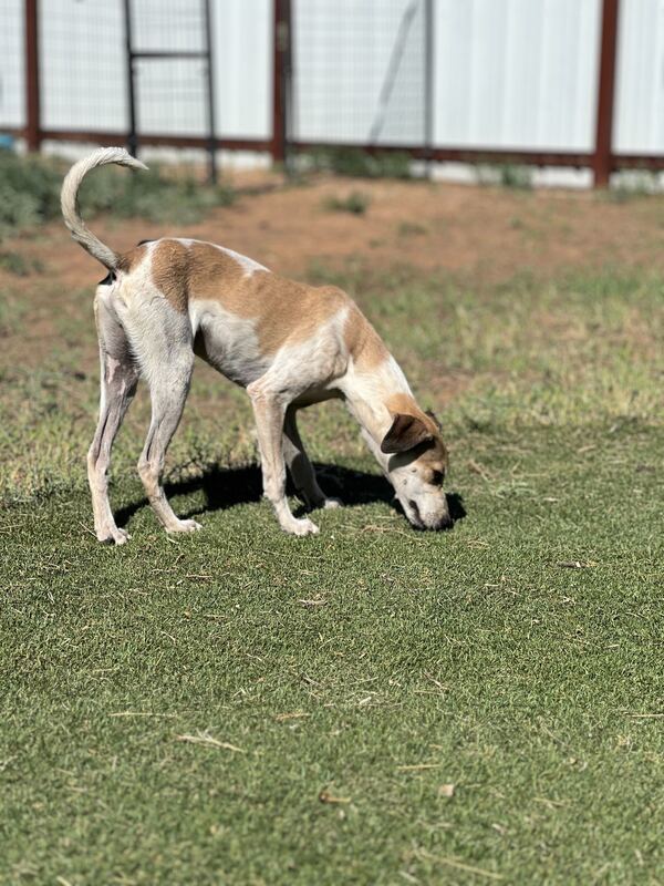 Amado, an adoptable Whippet & Italian Greyhound Mix in Midland, TX_image-2