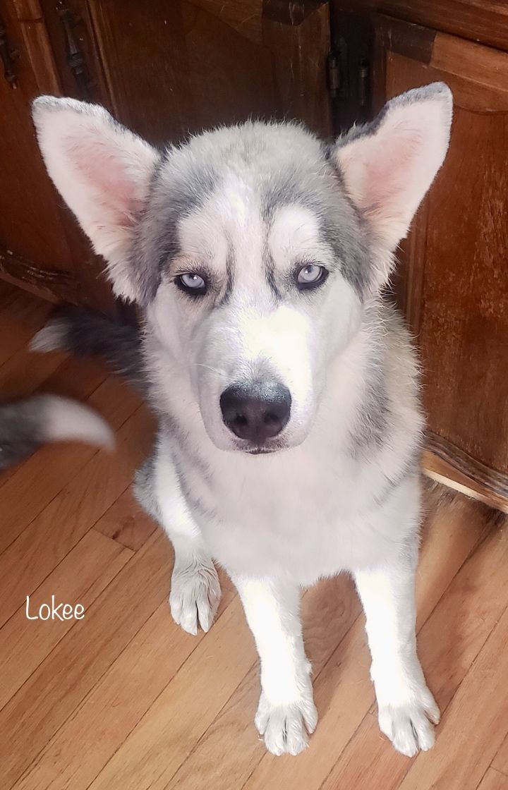 Lokee, an adoptable Siberian Husky in Cedar Crest, NM_image-1