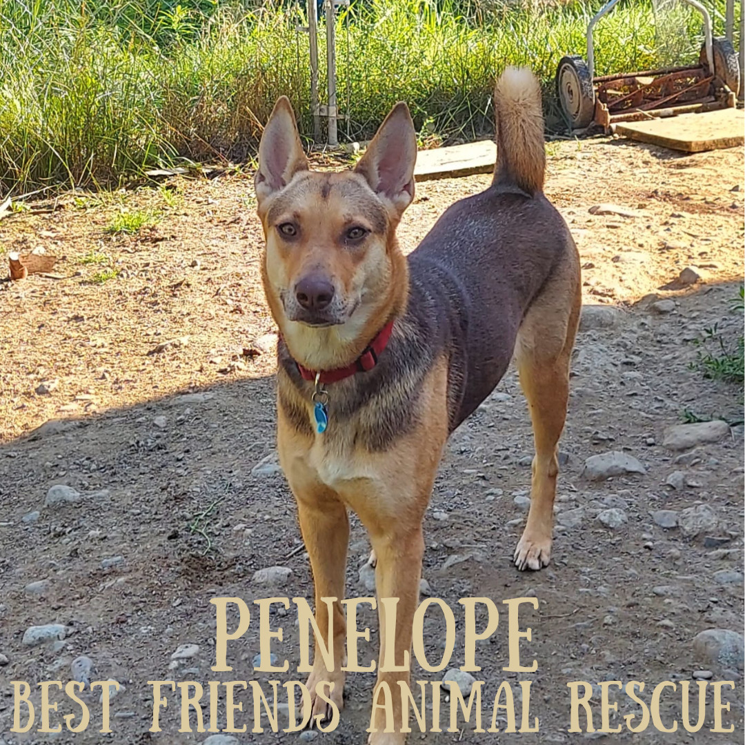 Penelope, an adoptable German Shepherd Dog in Wasilla, AK, 99654 | Photo Image 1