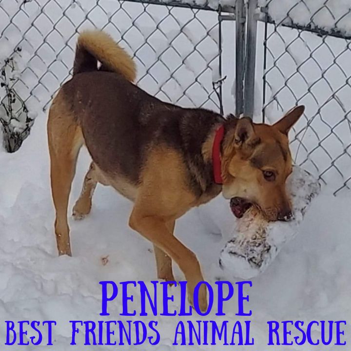 Penelope, an adoptable German Shepherd Dog Mix in Wasilla, AK_image-3
