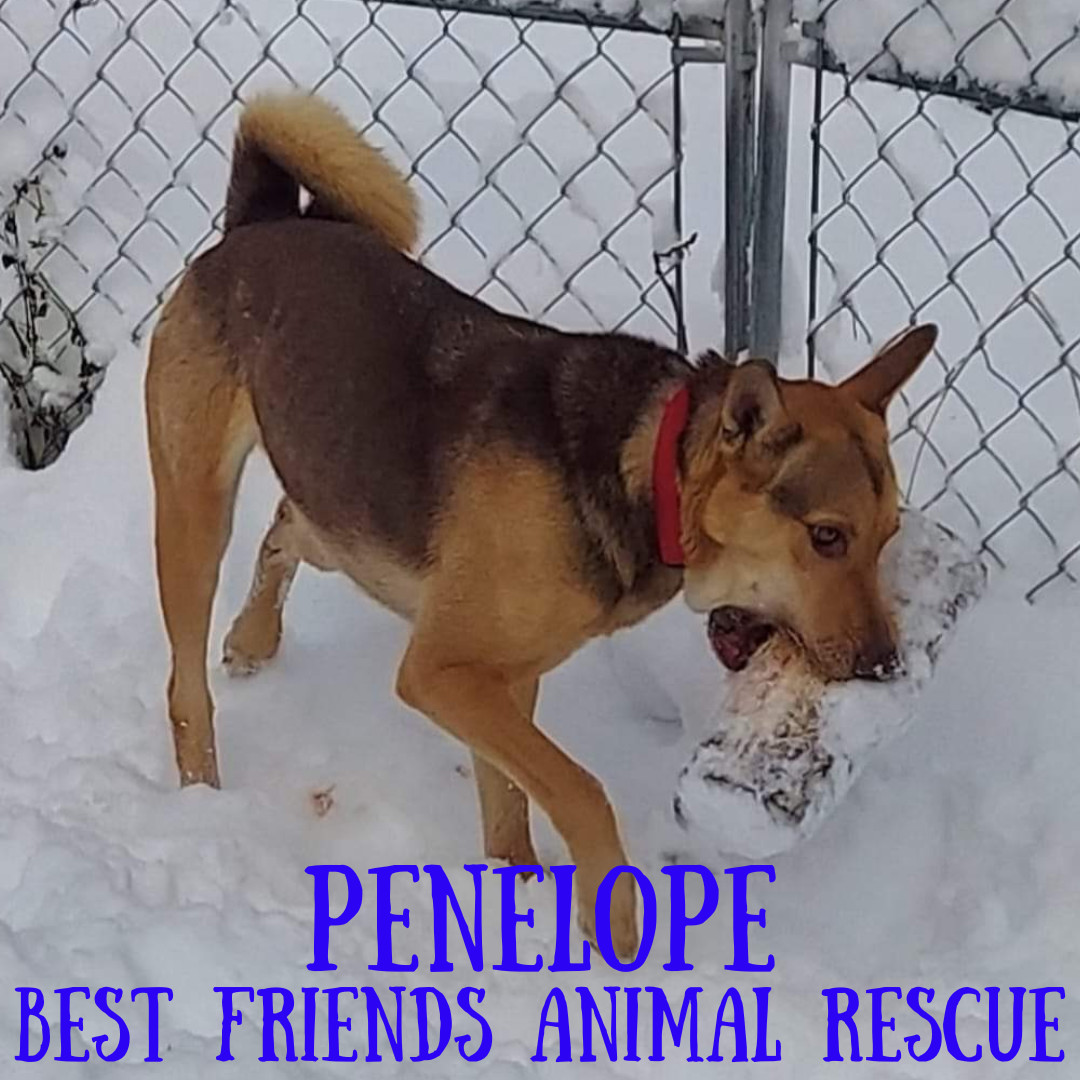 Penelope, an adoptable German Shepherd Dog in Wasilla, AK, 99654 | Photo Image 3