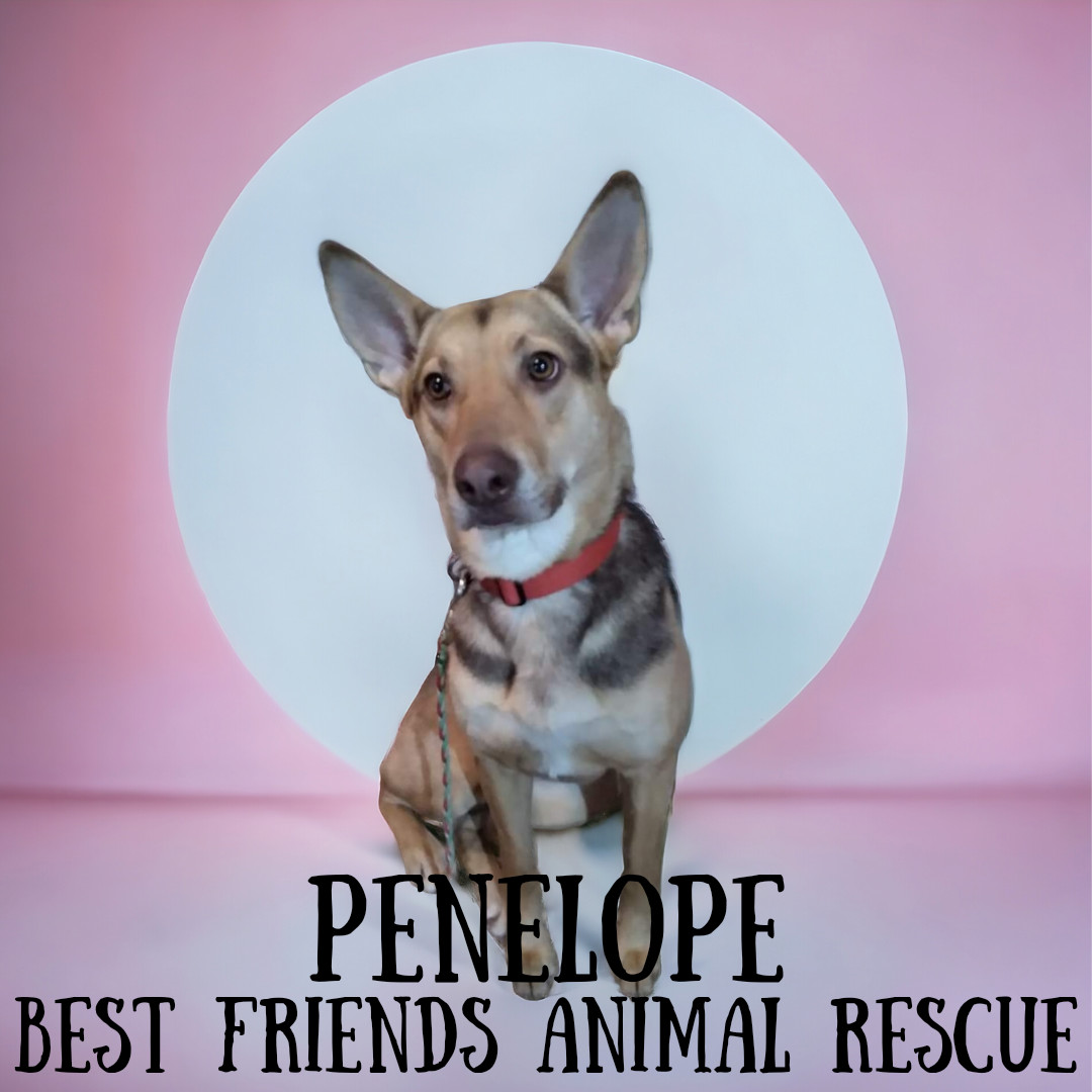 Penelope, an adoptable German Shepherd Dog in Wasilla, AK, 99654 | Photo Image 3