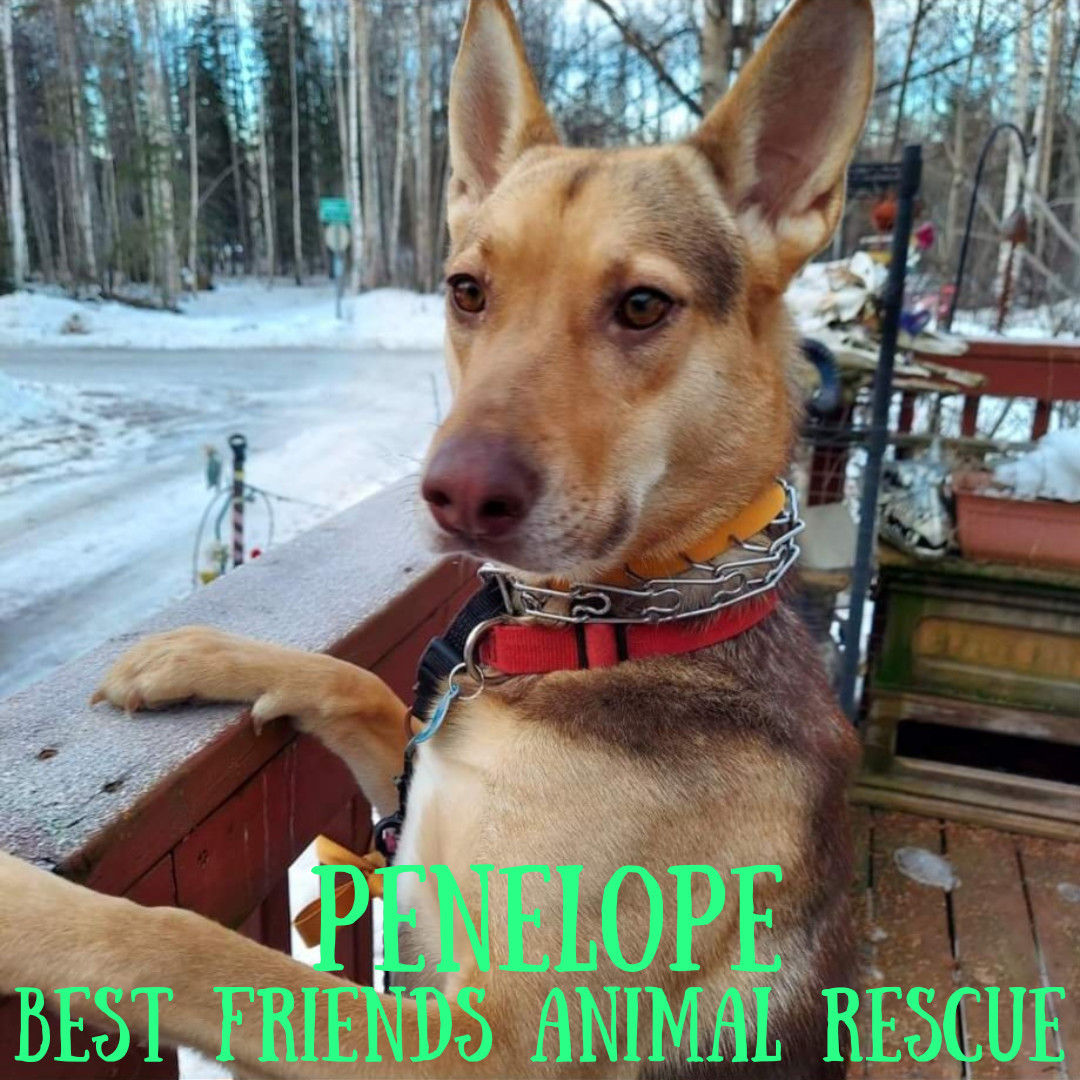 Penelope, an adoptable German Shepherd Dog in Wasilla, AK, 99654 | Photo Image 4