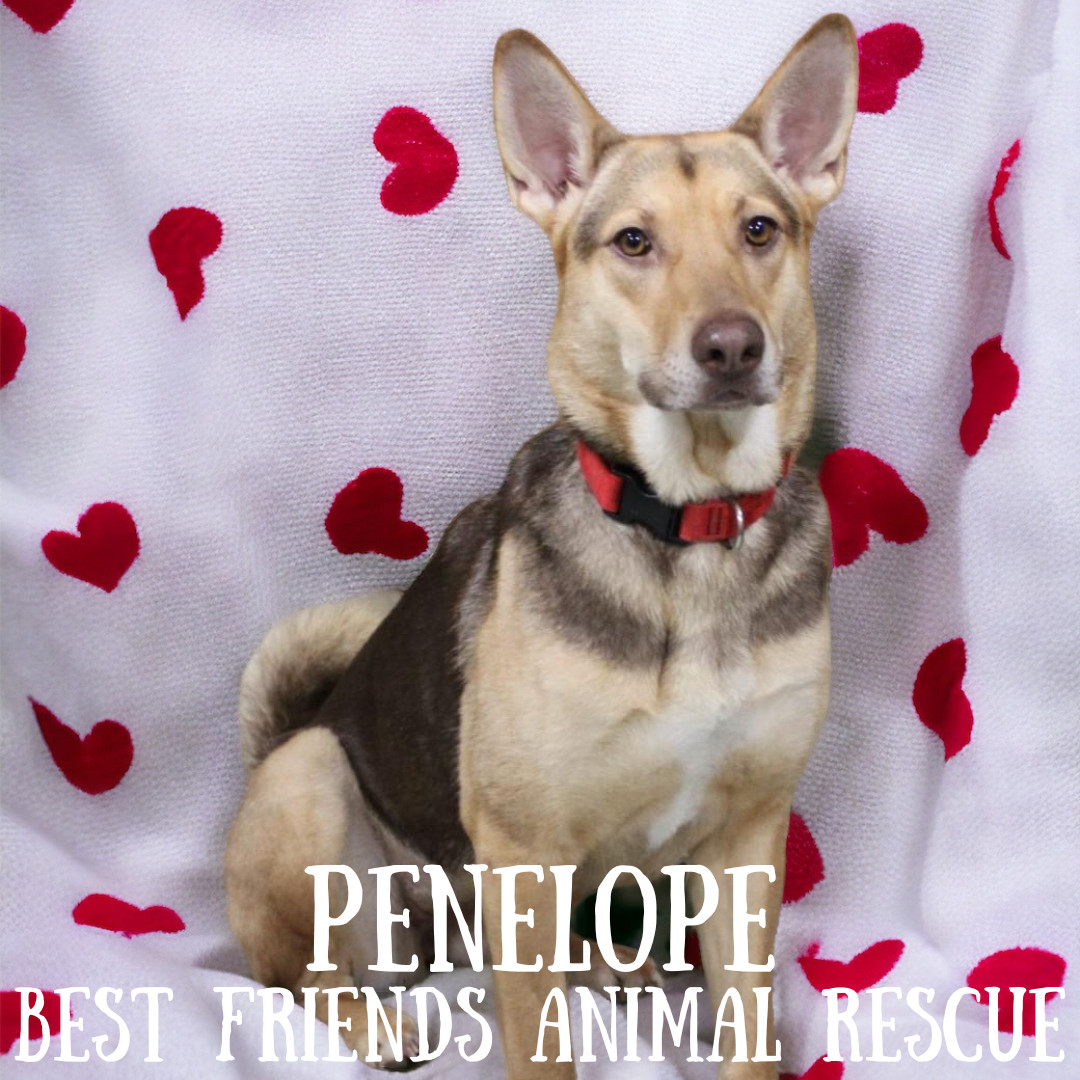 Penelope, an adoptable German Shepherd Dog in Wasilla, AK, 99654 | Photo Image 4