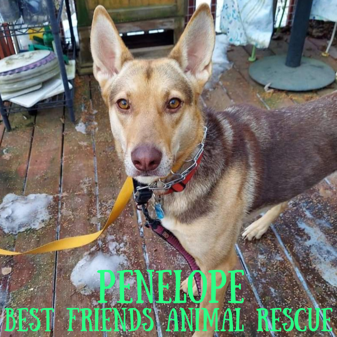Penelope, an adoptable German Shepherd Dog in Wasilla, AK, 99654 | Photo Image 5