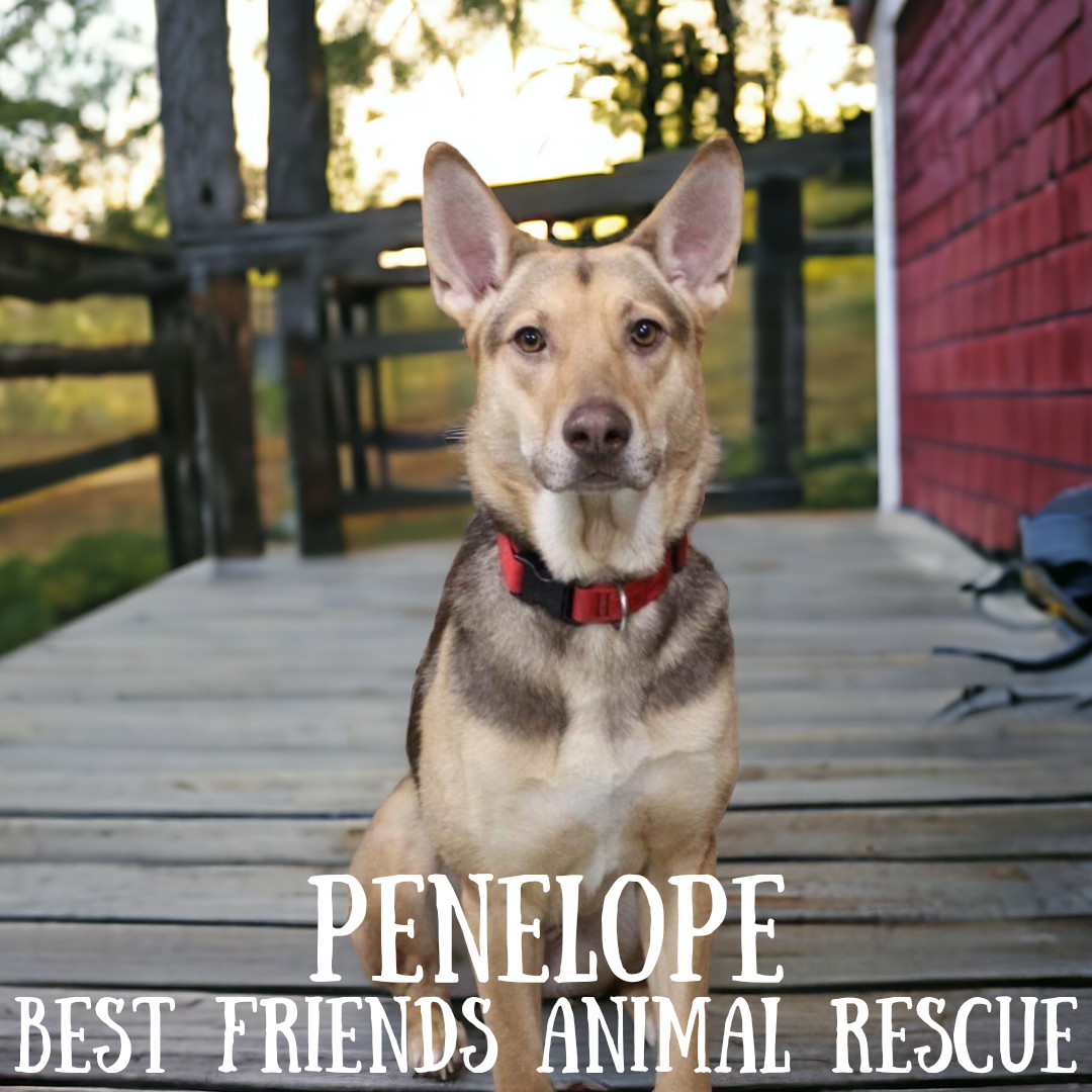 Penelope, an adoptable German Shepherd Dog in Wasilla, AK, 99654 | Photo Image 5