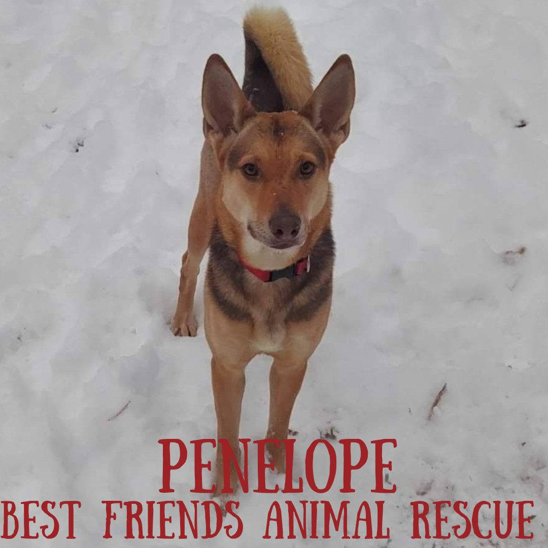 Penelope, an adoptable German Shepherd Dog in Wasilla, AK, 99654 | Photo Image 6