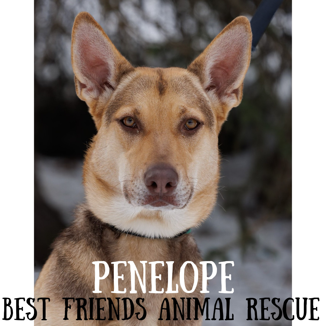 Penelope, an adoptable German Shepherd Dog in Wasilla, AK, 99654 | Photo Image 6