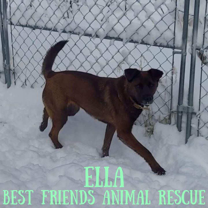 Ella, an adoptable German Shepherd Dog Mix in Wasilla, AK_image-2