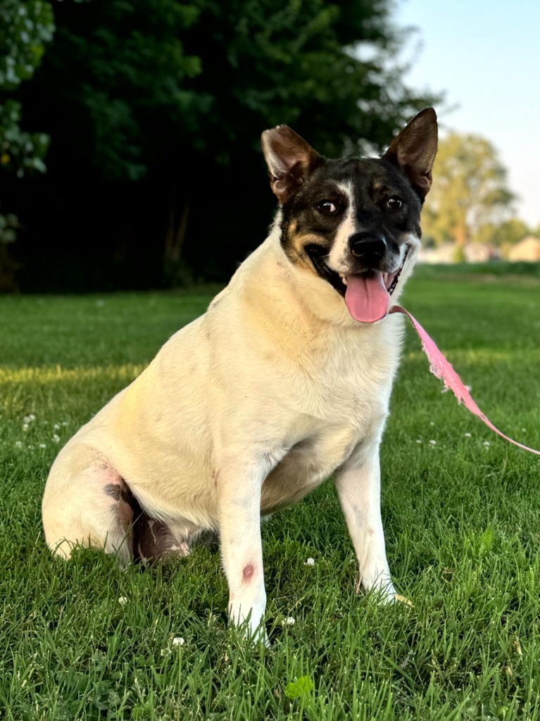 Paul, an adoptable Australian Shepherd, Australian Terrier in Henderson, KY, 42420 | Photo Image 1
