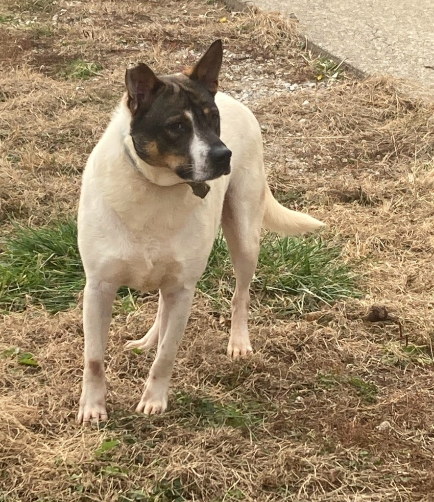 Paul, an adoptable Cattle Dog, Mixed Breed in Henderson, KY, 42420 | Photo Image 2