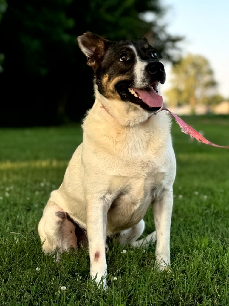 Paul, an adoptable Cattle Dog, Mixed Breed in Henderson, KY, 42420 | Photo Image 4