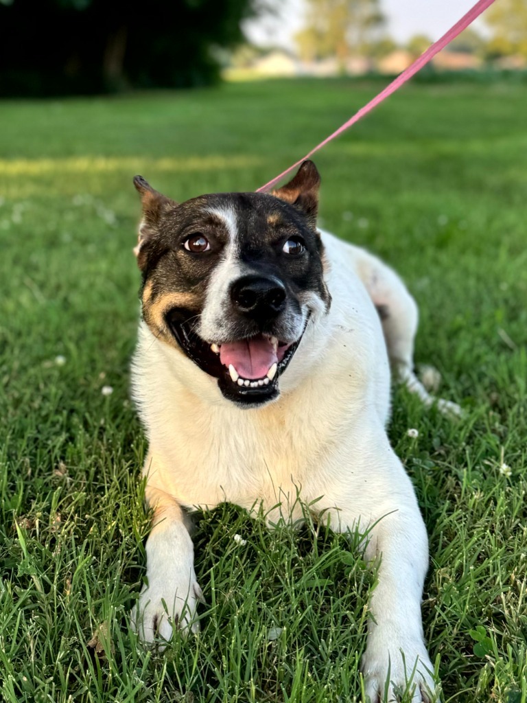 Paul, an adoptable Cattle Dog, Mixed Breed in Henderson, KY, 42420 | Photo Image 5