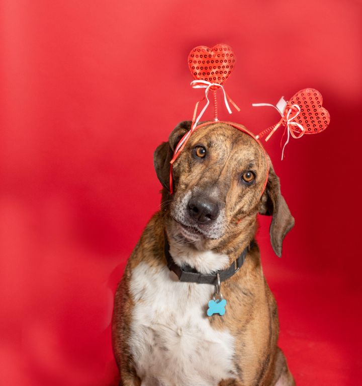 Monty, an adoptable Mixed Breed in Owosso, MI_image-1