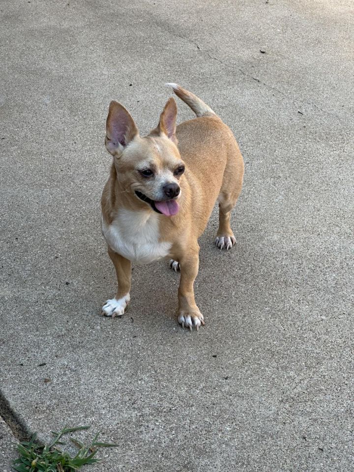 Chico, an adoptable Chihuahua in Dallas, TX_image-1