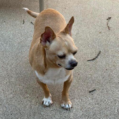 Chico, an adoptable Chihuahua in Dallas, TX_image-2
