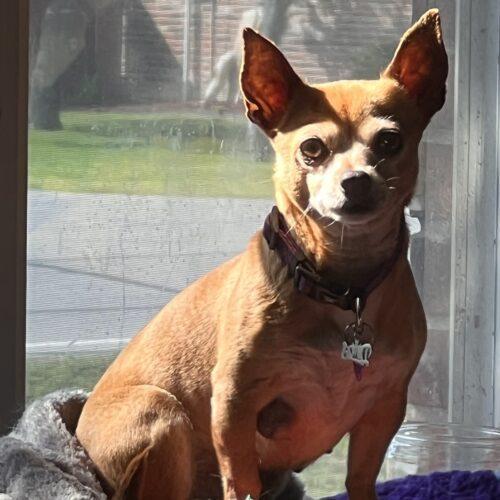 Minka, an adoptable Chihuahua in Dallas, TX_image-6