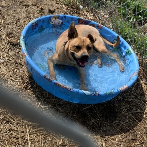 Scrappy Doo 3