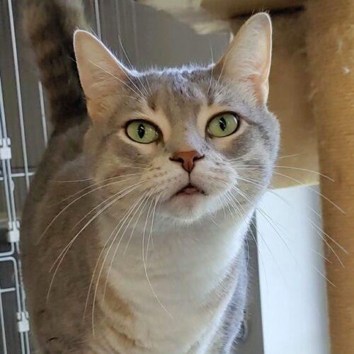 Belle