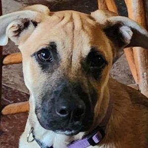 Dog for adoption - Tucker, a Mixed Breed in Deerfield, WI