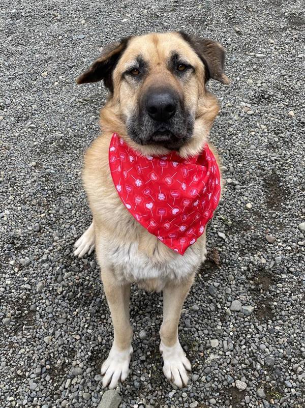 Dog for adoption - Oso, an Anatolian Shepherd & German Shepherd