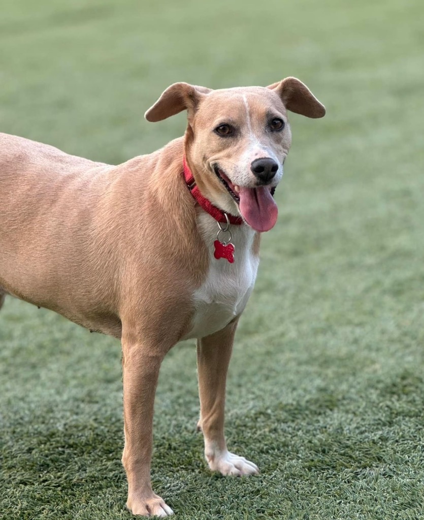 Paisley, an adoptable Carolina Dog, Whippet in Dalton, GA, 30721 | Photo Image 1