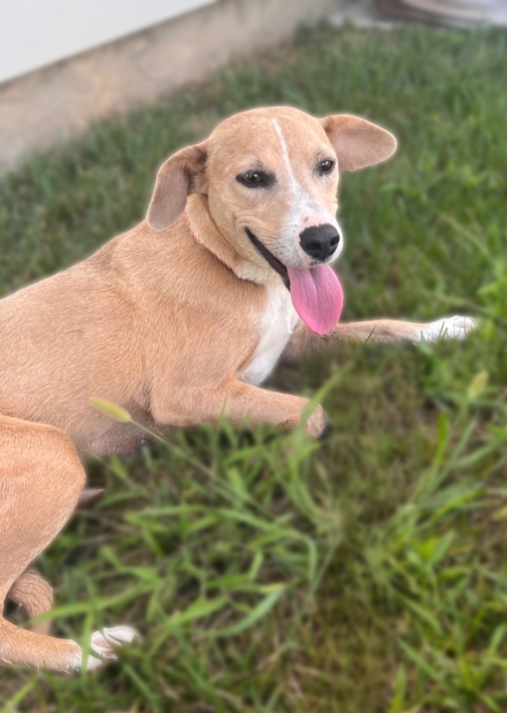 Paisley, an adoptable Carolina Dog, Whippet in Dalton, GA, 30721 | Photo Image 2