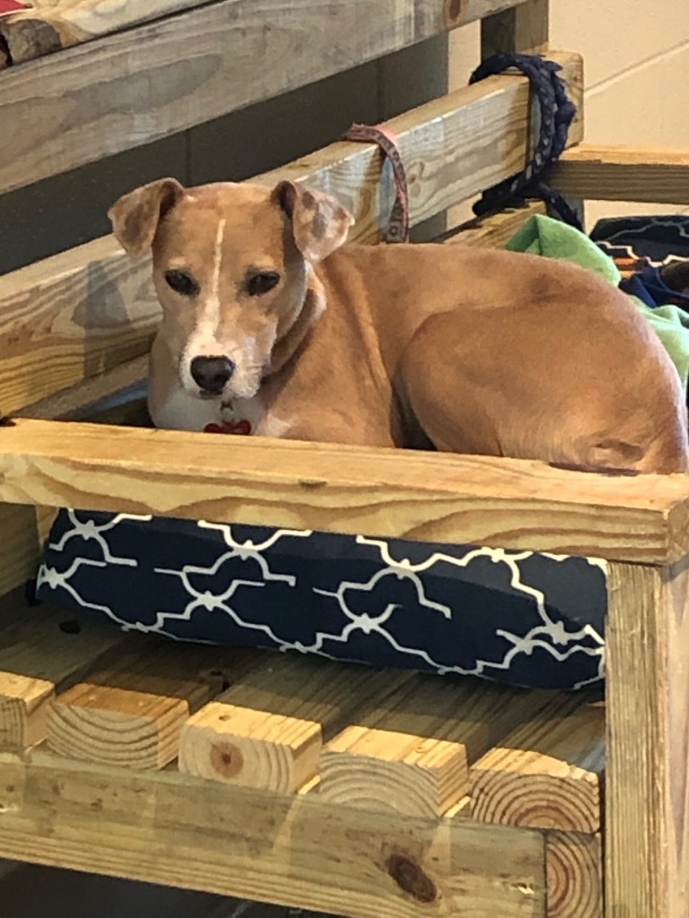 Paisley, an adoptable Carolina Dog, Whippet in Dalton, GA, 30721 | Photo Image 3