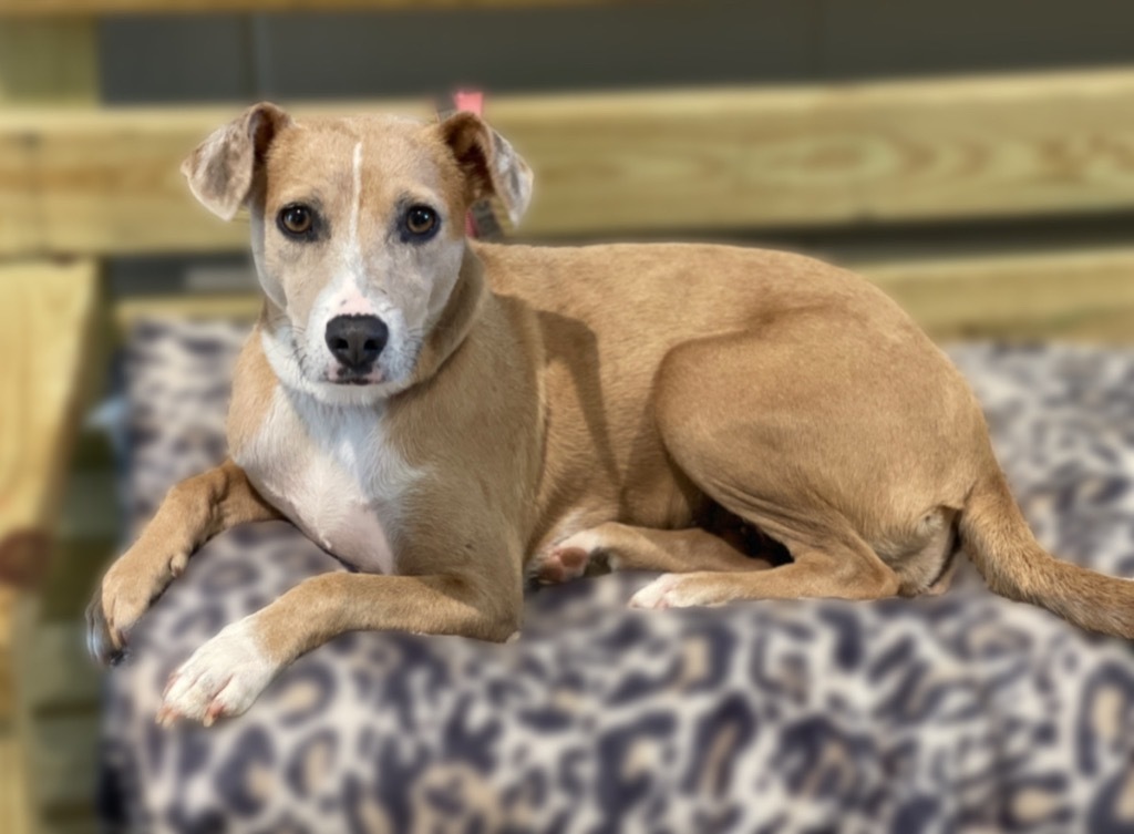 Paisley, an adoptable Carolina Dog, Whippet in Dalton, GA, 30721 | Photo Image 4