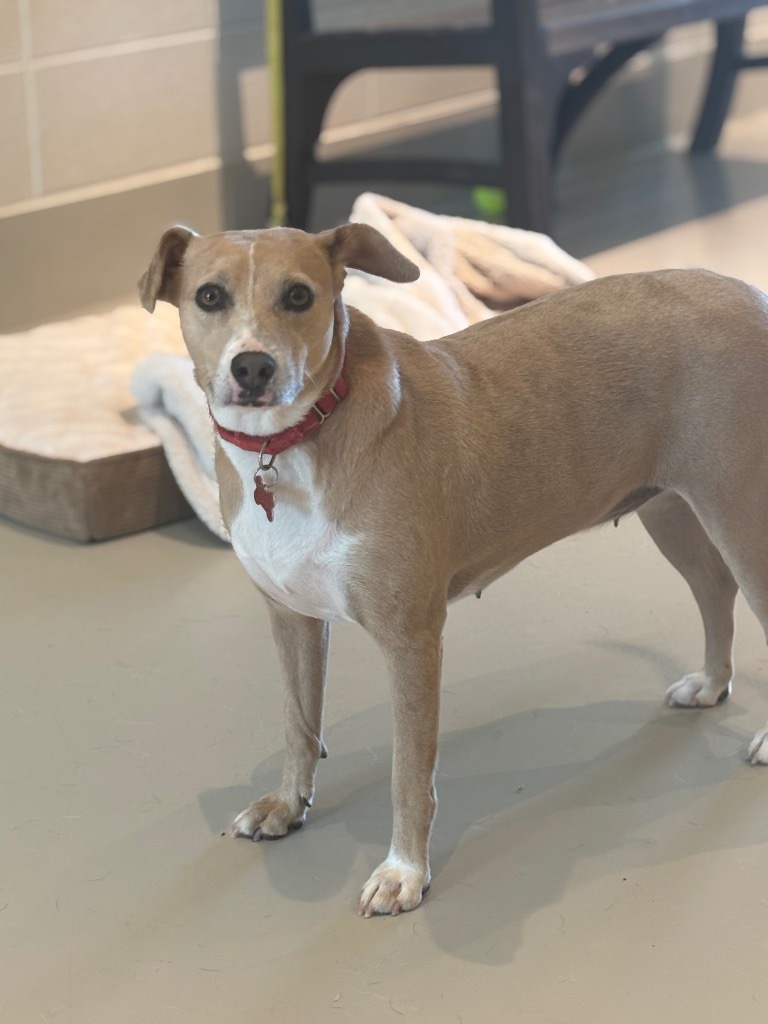 Paisley, an adoptable Carolina Dog, Whippet in Dalton, GA, 30721 | Photo Image 5