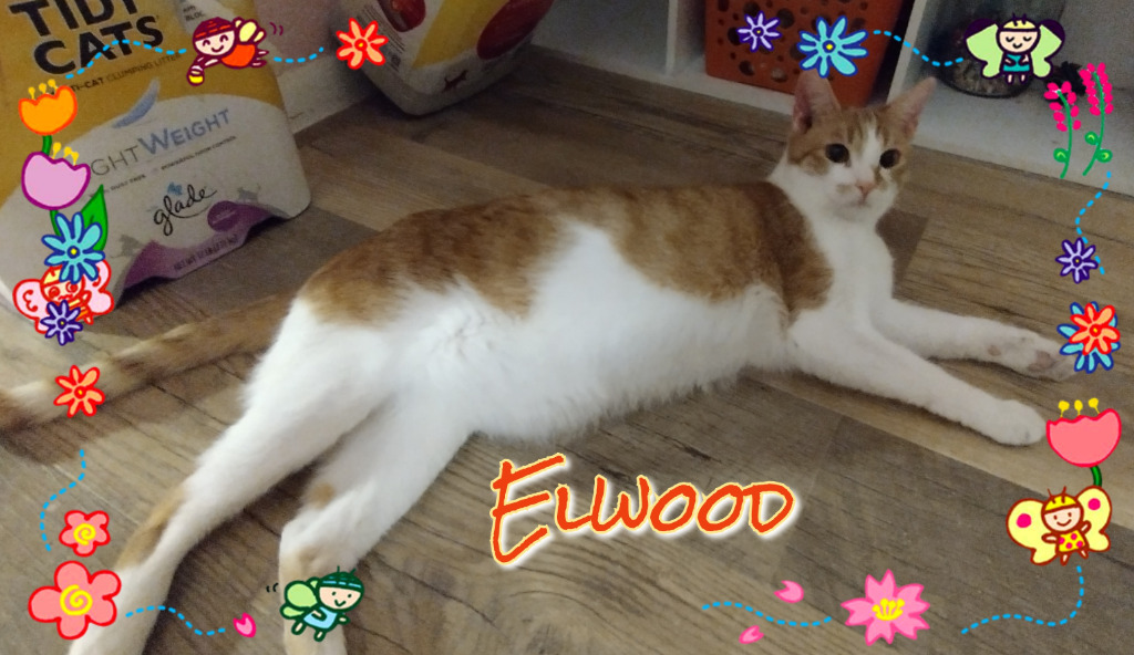 Elwood, an adoptable Domestic Short Hair in Chandler, AZ, 85224 | Photo Image 2