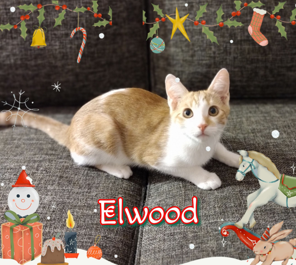 Elwood, an adoptable Domestic Short Hair in Chandler, AZ, 85224 | Photo Image 3