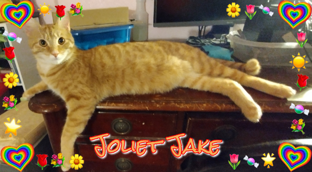 Joliet Jake, an adoptable Domestic Short Hair in Chandler, AZ, 85224 | Photo Image 1