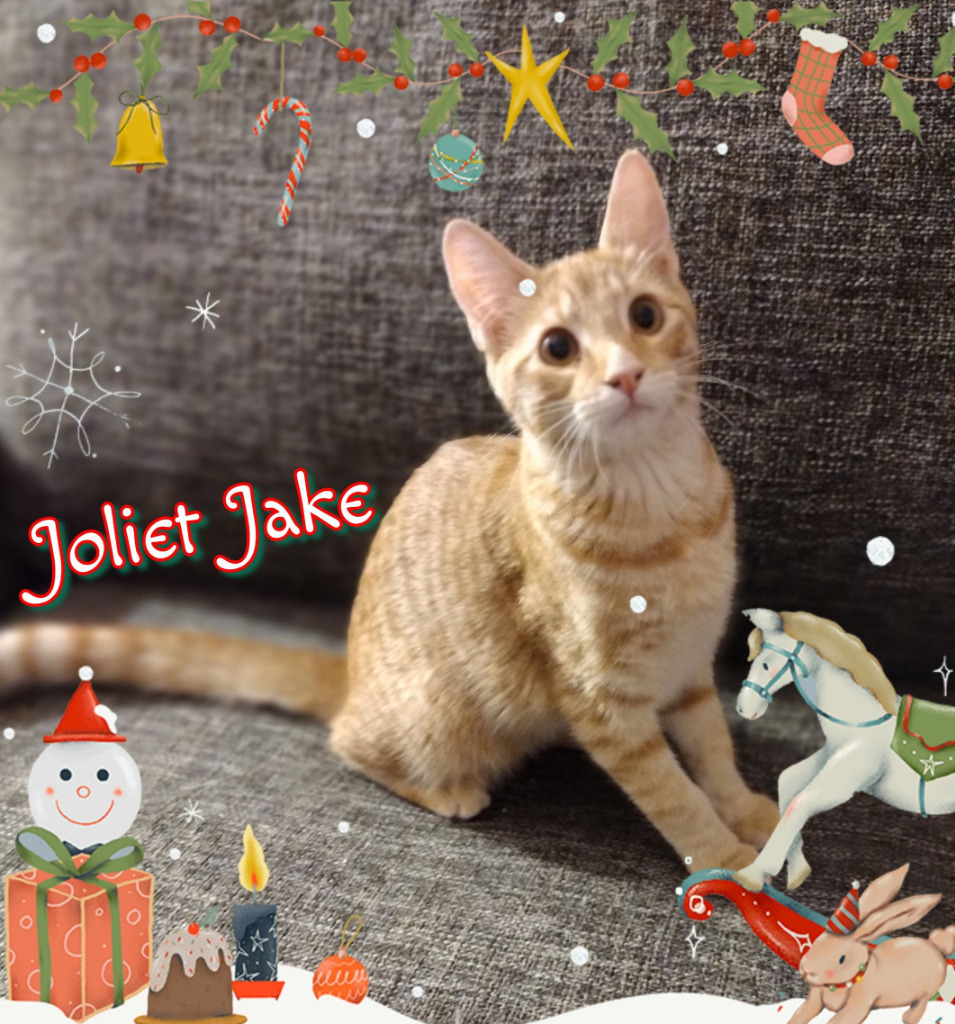 Joliet Jake, an adoptable Domestic Short Hair in Chandler, AZ, 85224 | Photo Image 3