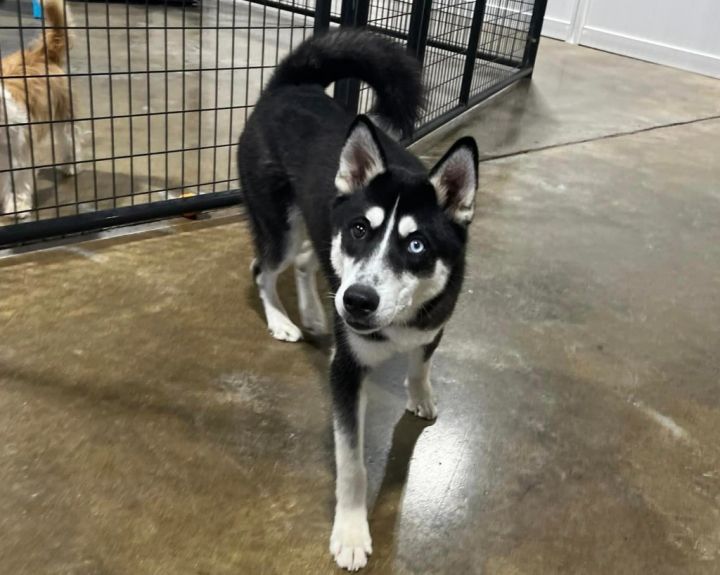 Sushi, an adoptable Husky in Little Rock, AR_image-5