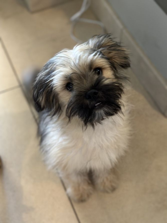 Chewy