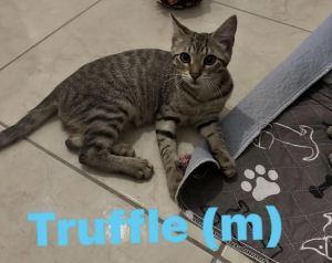 Truffle