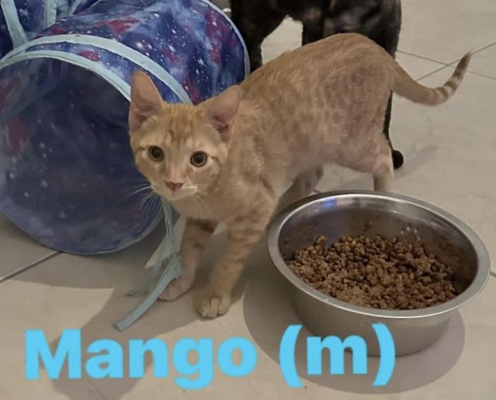Mango, an adoptable Domestic Short Hair in Denver, CO_image-1