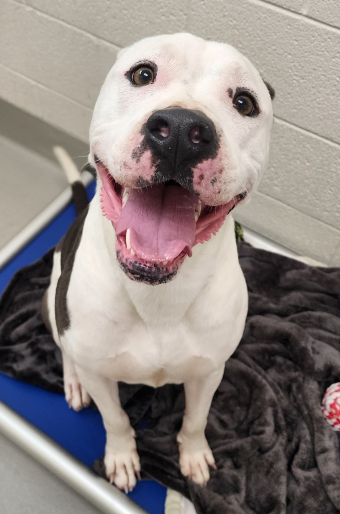 Kindling, an adoptable Terrier in Greeneville, TN, 37745 | Photo Image 1