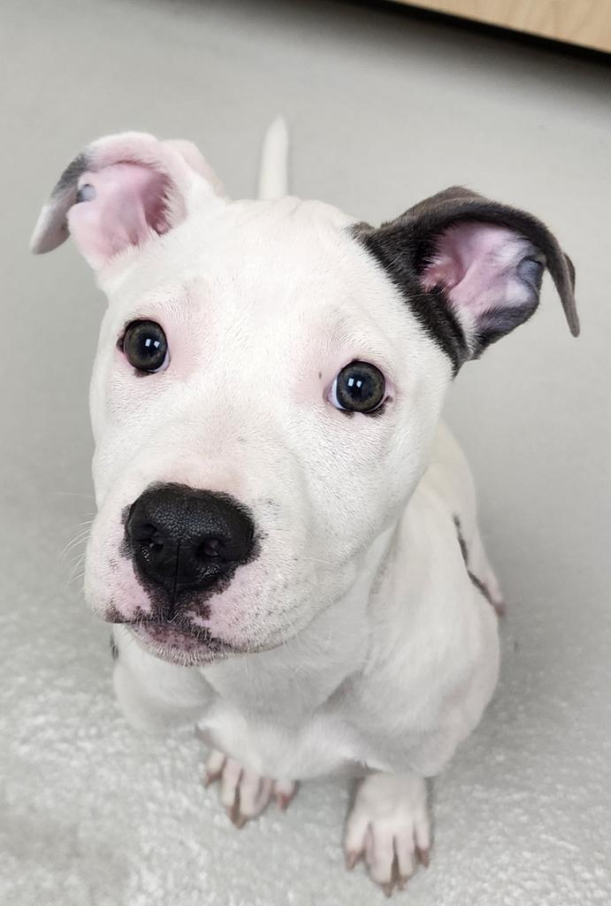 Kindling, an adoptable Terrier in Greeneville, TN, 37745 | Photo Image 2