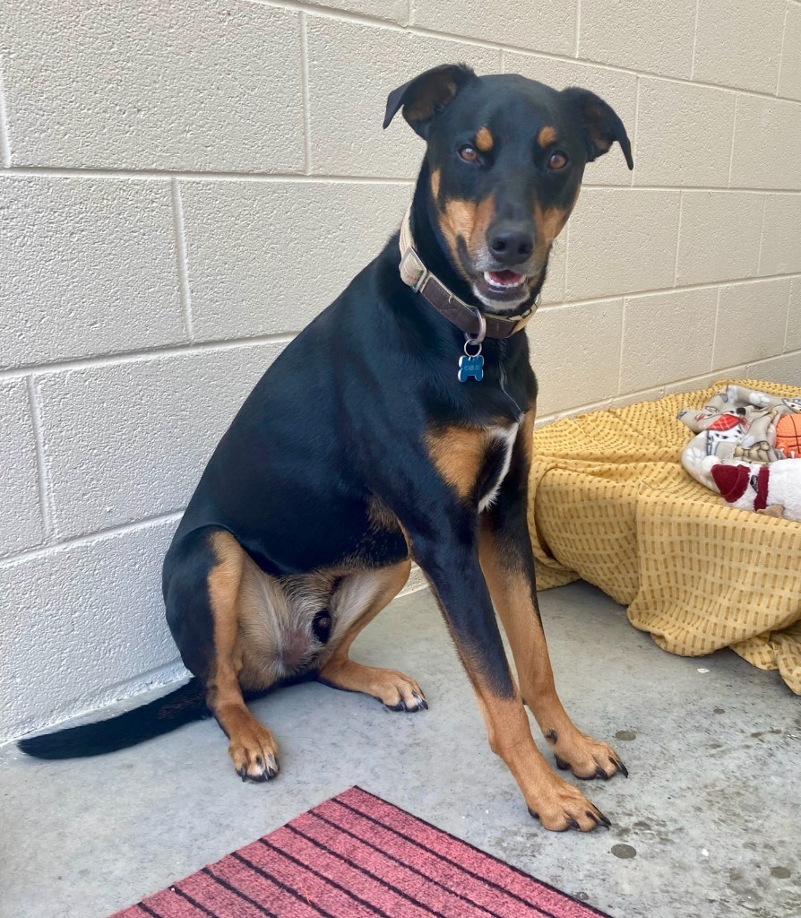 Jax (Decker), an adoptable Doberman Pinscher in Greeneville, TN, 37745 | Photo Image 1