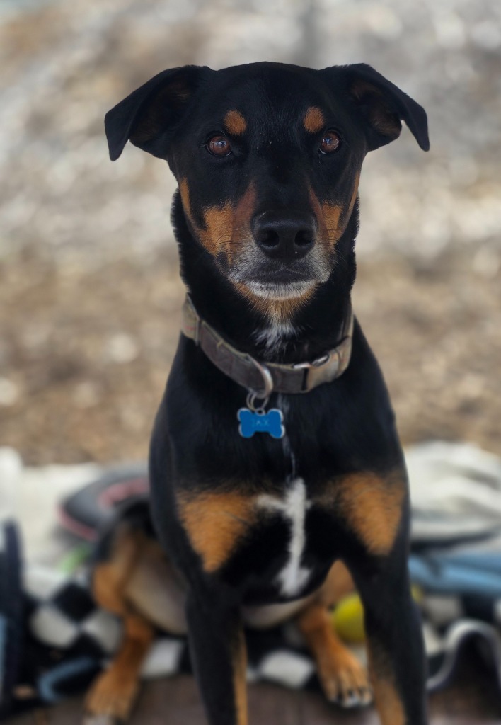 Jax (Decker), an adoptable Doberman Pinscher in Greeneville, TN, 37745 | Photo Image 1