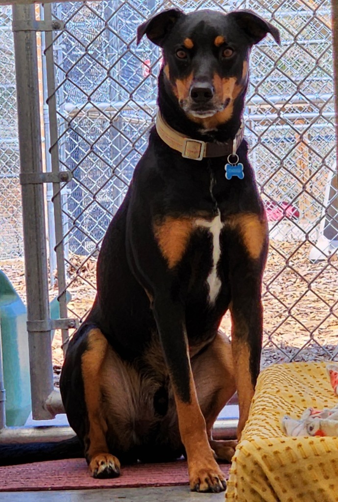 Jax (Decker), an adoptable Doberman Pinscher in Greeneville, TN, 37745 | Photo Image 2